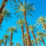 Palm trees and blue sky